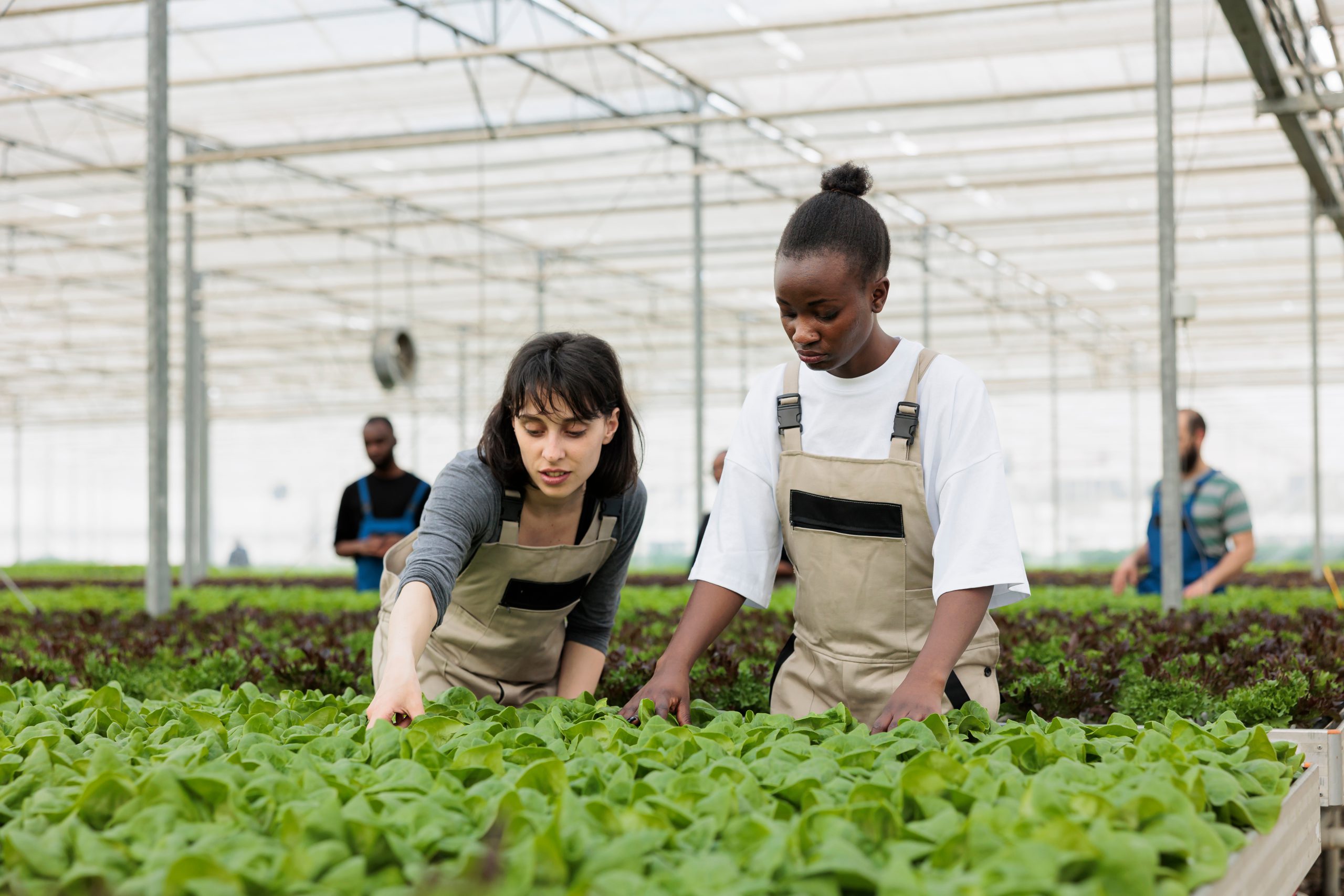 New Generation Farmers in A Greenhouse Farm